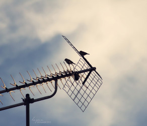 Vestibulum Bibendum Nibh Quis Sollicitudin