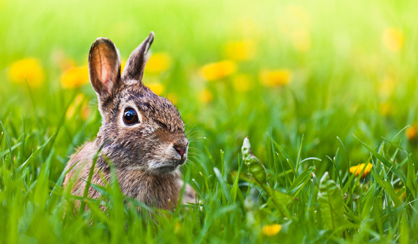 Now you see me, Now you don’t