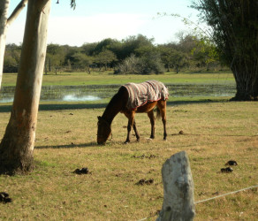 Phasellus viverra nulla ut