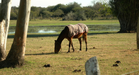 Phasellus viverra nulla ut