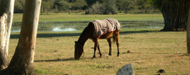 Phasellus viverra nulla ut