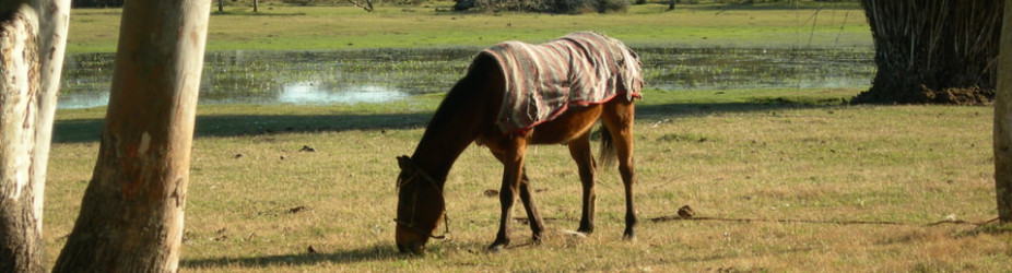 Phasellus viverra nulla ut