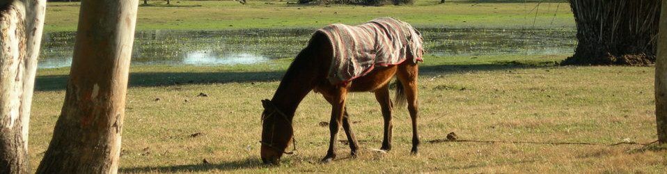 Phasellus viverra nulla ut