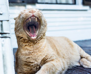 I just heared a good joke !