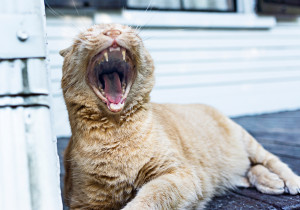 I just heared a good joke !