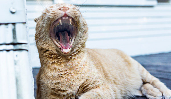 I just heared a good joke !